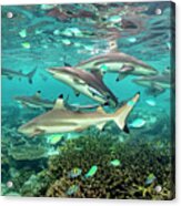 Blacktip Reef Sharks Circling Over A Shallow Coral Garden . Acrylic Print