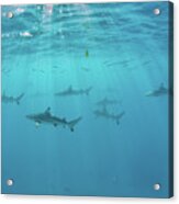 Blacktip Reef Sharks Swim Acrylic Print