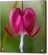 Bleeding Heart Acrylic Print