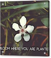 Bloom Where You Are Planted #inspirational Acrylic Print