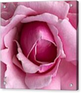 Blooming In Pink Acrylic Print