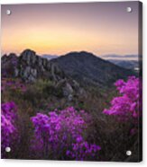 Blossom On The Mountain Top Acrylic Print