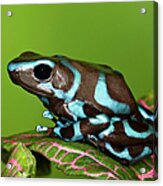 Blue And Black Dart Frog, Dendrobates Acrylic Print