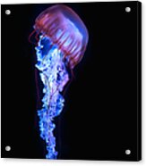 Blue And Purple Jellyfish Acrylic Print