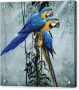 Blue And Yellow Macaws 2 Acrylic Print