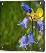 Blue And Yellow Spring Acrylic Print