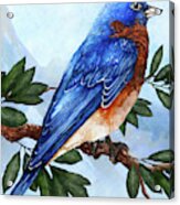 Blue Bird Acrylic Print