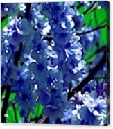 Blue Cherry Blossom - Colorful Nature Acrylic Print