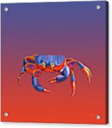 Blue Crab Crawling Acrylic Print