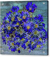 Blue Daisies Acrylic Print