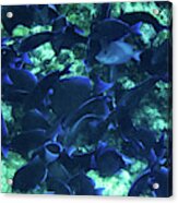 Blue Fish Of The Caymans Acrylic Print