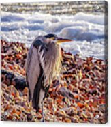 Blue Heron In Winter Acrylic Print