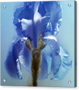 Blue Iris Flower Acrylic Print