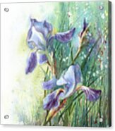 Blue Irises Fairytale Acrylic Print