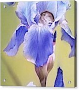 Blue Irises With Sleeping Baby Mouse Acrylic Print