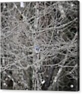 Blue Jay In A Tree Acrylic Print