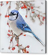 Blue Jay In Wild Apple Tree Acrylic Print