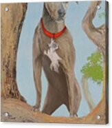 Blue Lacy Official State Dog Of Texas Acrylic Print