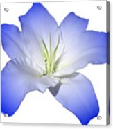 Blue Lily Flower For Shirts Acrylic Print