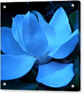 Blue Magnolia Acrylic Print