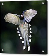 Blue Magpie Flying Acrylic Print