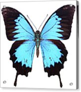 Blue Papilio Butterfly Acrylic Print