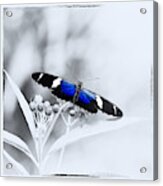 Blue Postman Butterfly Acrylic Print