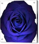 Blue Rose Flower Photograph Best For Shirts Acrylic Print