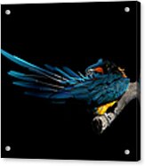 Blue-throated Macaw Preening Acrylic Print