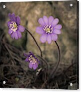 Blue Violet Anemone Flower Growing In A Stone Wall Acrylic Print