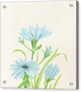 Blue Wildflowers Watercolor Acrylic Print