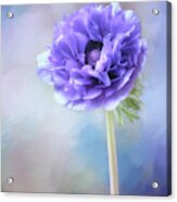 Blue Windflower Acrylic Print
