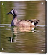 Blue Winged Teal Acrylic Print