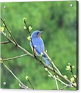 Bluebird Sitting Pretty Acrylic Print