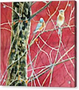 Bluebirds In Early Spring Acrylic Print