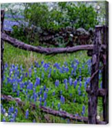 Bluebonnets Framed Acrylic Print