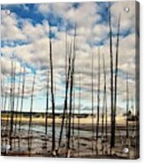 Bobby Sock Trees At Yellowstone Acrylic Print