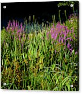 Bog Garden Acrylic Print