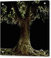 Bonsai Tree With Moss At Night Acrylic Print