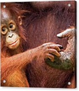 Bornean Orangutan Female Baby Acrylic Print