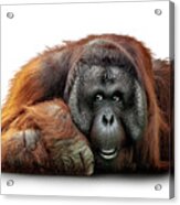 Bornean Orangutan Named Michael Acrylic Print