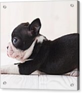 Boston Terrier Lying Down Acrylic Print