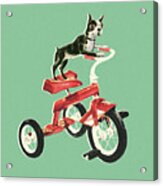 Boston Terrier Riding A Bike Acrylic Print