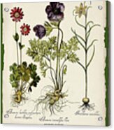 Botanica Nostalgia Ii Acrylic Print