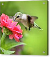 Botanical Hummingbird Acrylic Print