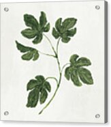 Botanical Study Iii Greenery Acrylic Print