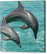 Bottle Nose Dolphins Acrylic Print