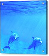 Bottle Nosed Dolphins Underwater Acrylic Print