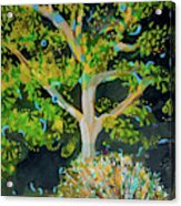 Branching Out Peacock Acrylic Print