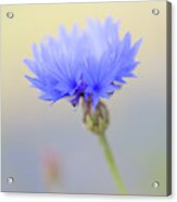 Bright Blue Cornflower Acrylic Print